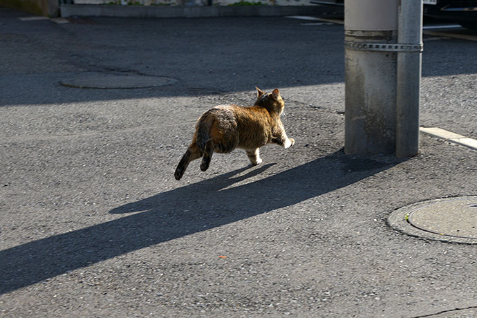 太田区のねこ