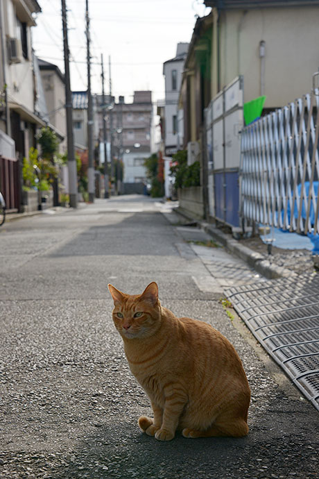 太田区のねこ
