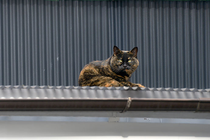 太田区のねこ