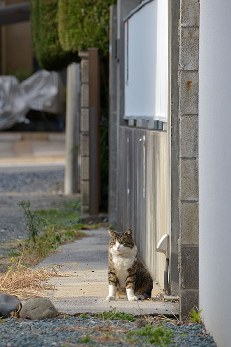 太田区のねこ