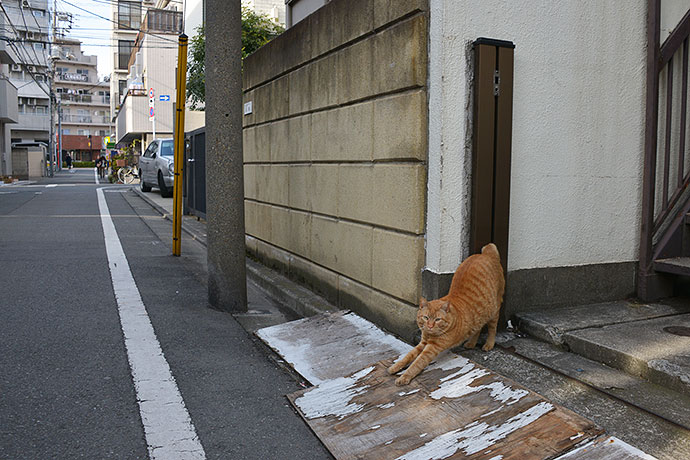 太田区のねこ