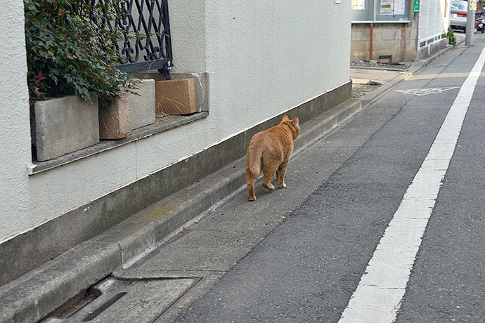 太田区のねこ