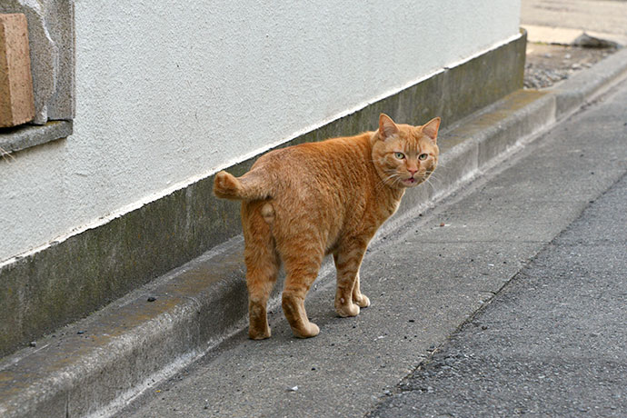 太田区のねこ