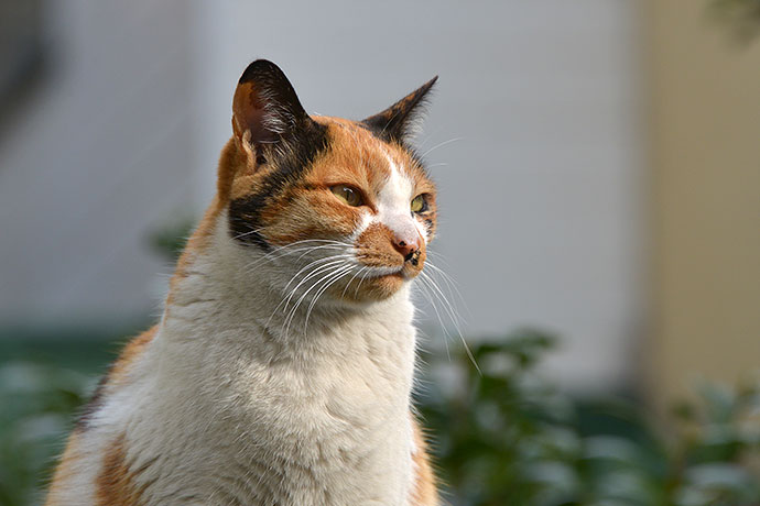 太田区のねこ