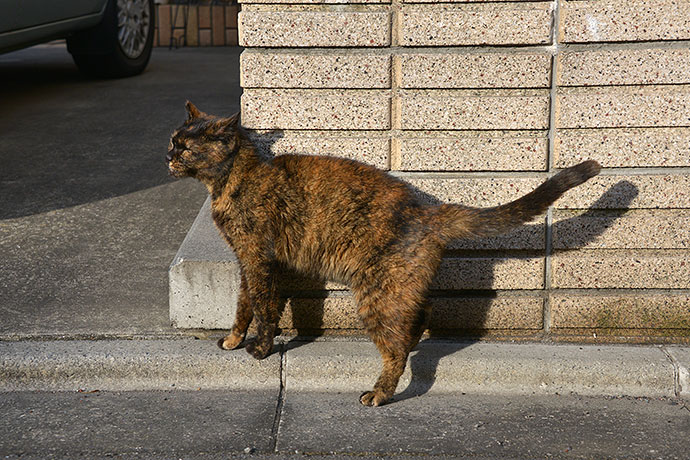太田区のねこ
