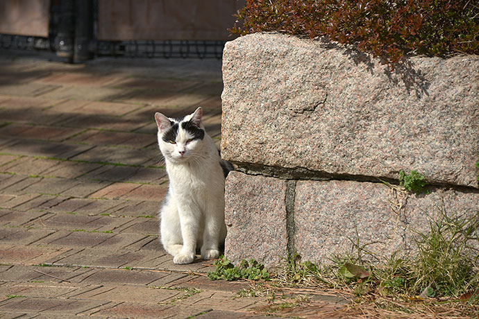 太田区のねこ
