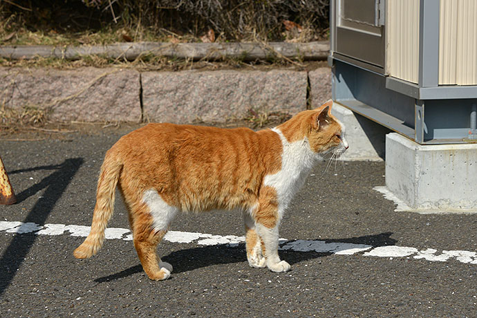 太田区のねこ