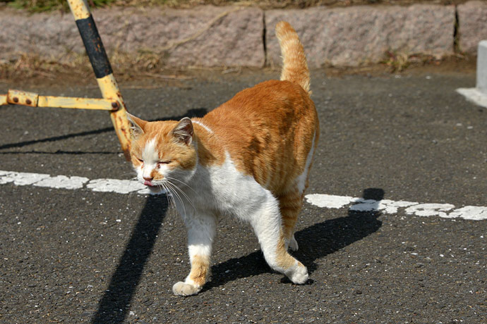 太田区のねこ