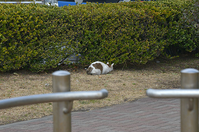 太田区のねこ