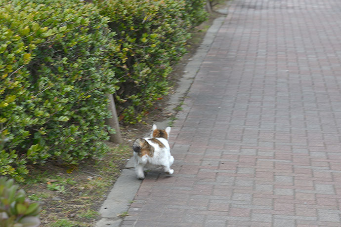 太田区のねこ