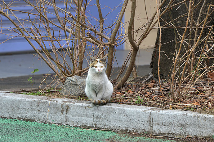 太田区のねこ