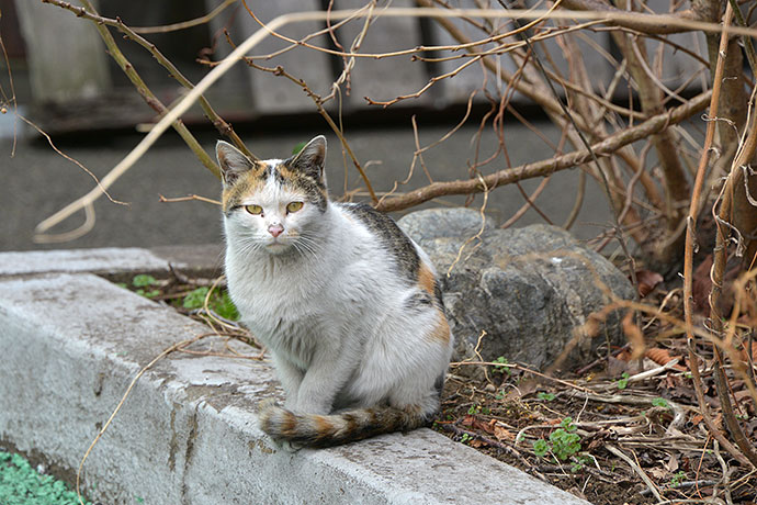 太田区のねこ
