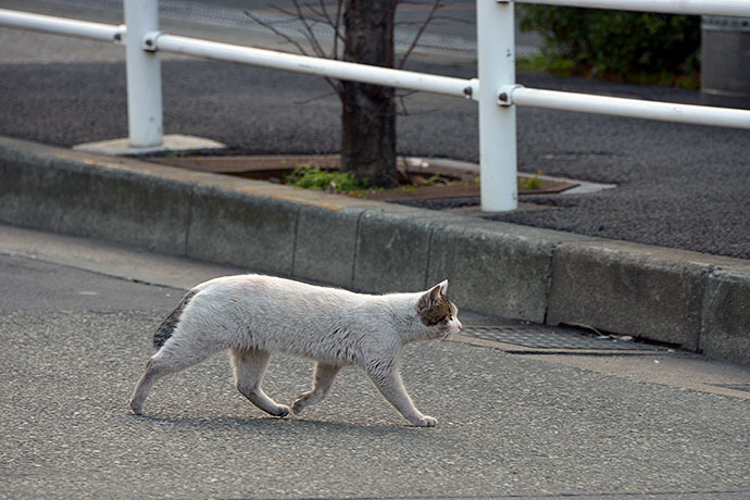 太田区のねこ