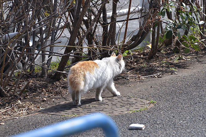 太田区のねこ