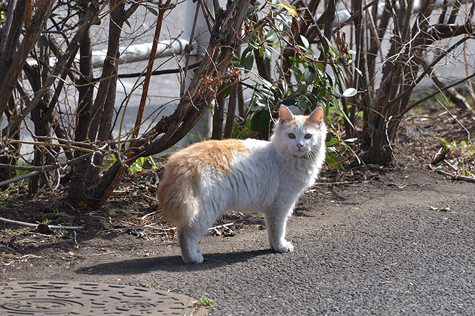 太田区のねこ