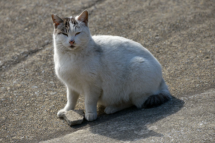太田区のねこ