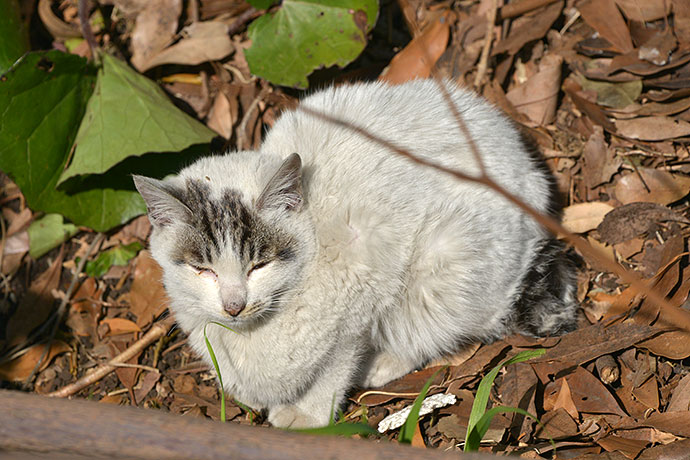太田区のねこ
