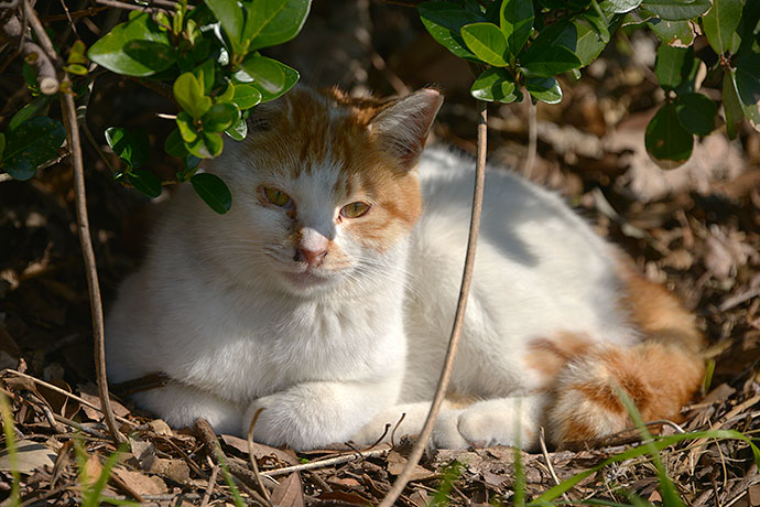 太田区のねこ