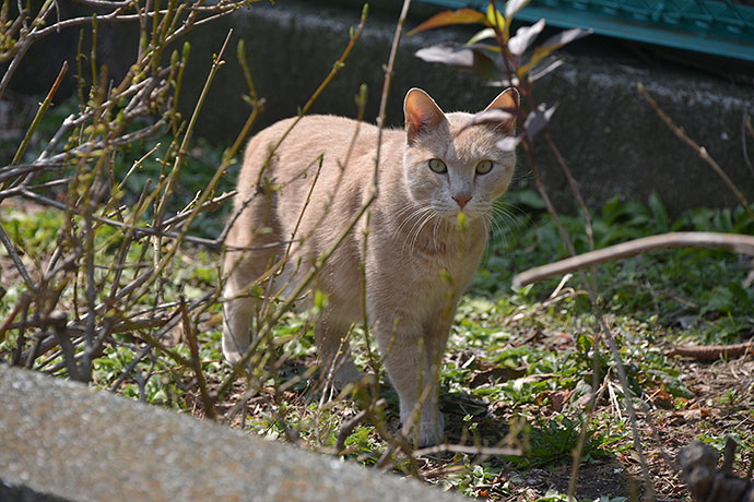 太田区のねこ