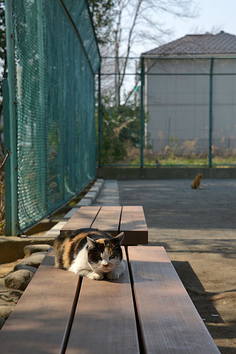 太田区のねこ