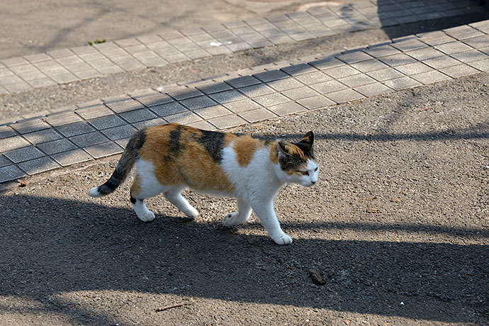 太田区のねこ