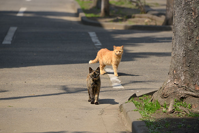 太田区のねこ