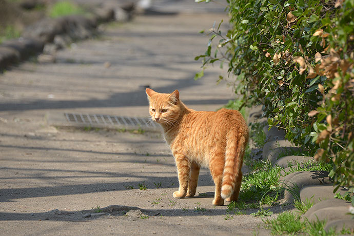 太田区のねこ