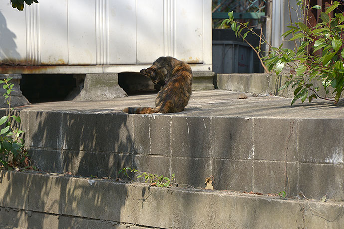 太田区のねこ