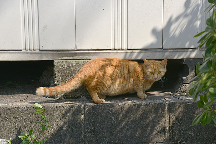 太田区のねこ