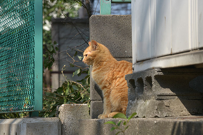 太田区のねこ