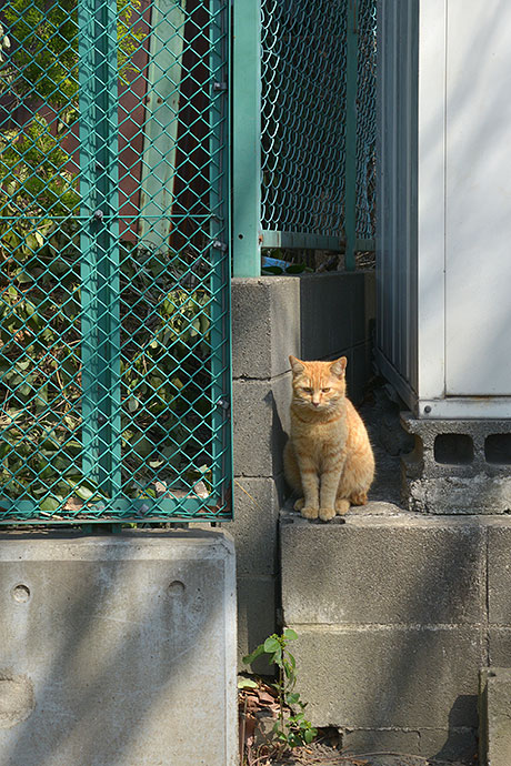 太田区のねこ