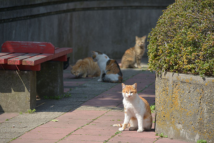 太田区のねこ