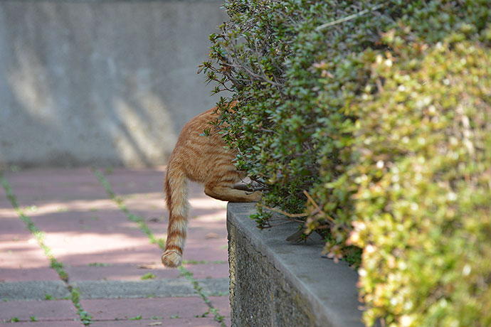 太田区のねこ