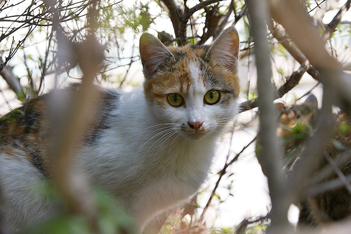 太田区のねこ