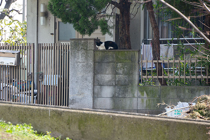 太田区のねこ