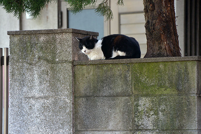 太田区のねこ