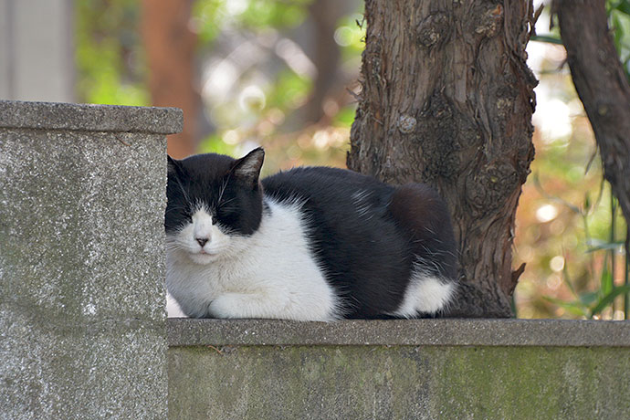 太田区のねこ