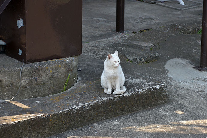 太田区のねこ
