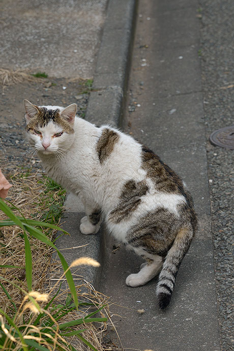 太田区のねこ