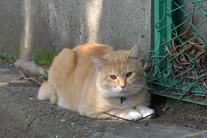 太田区のねこ