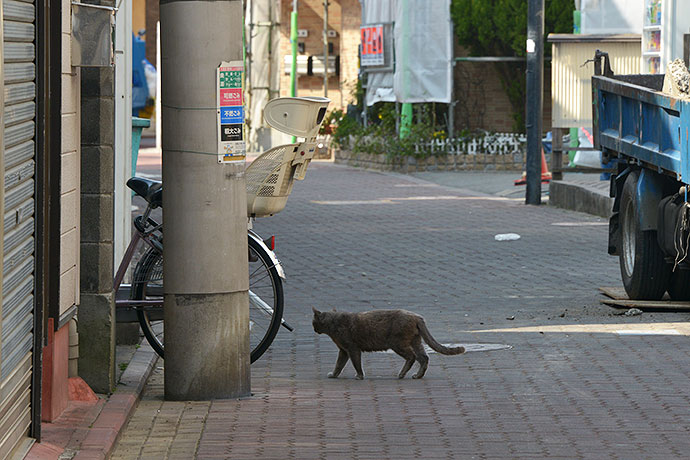 太田区のねこ