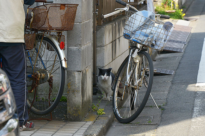 太田区のねこ