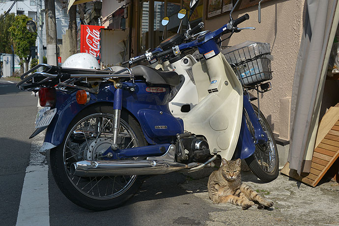 太田区のねこ