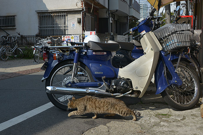 太田区のねこ