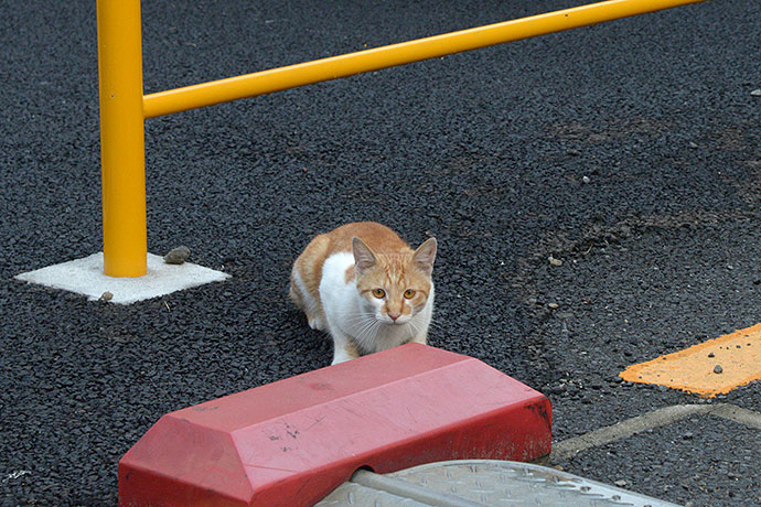 太田区のねこ