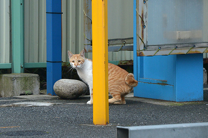 太田区のねこ