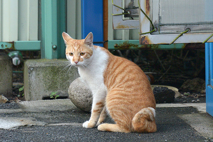 太田区のねこ