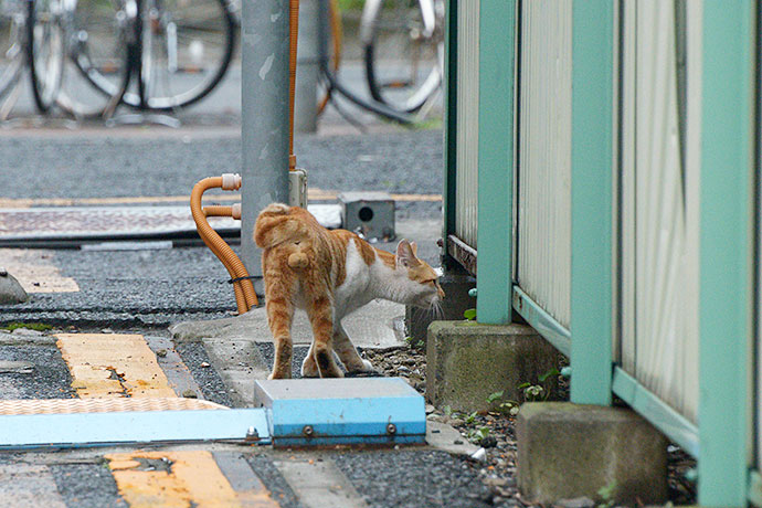 太田区のねこ