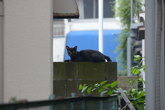 太田区のねこ
