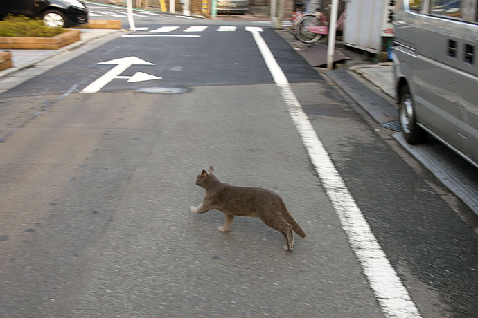 太田区のねこ